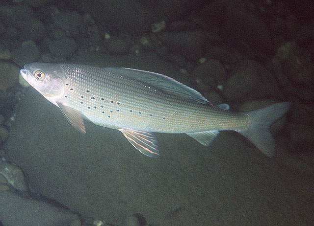 北极茴鱼(Thymallus arcticus)
