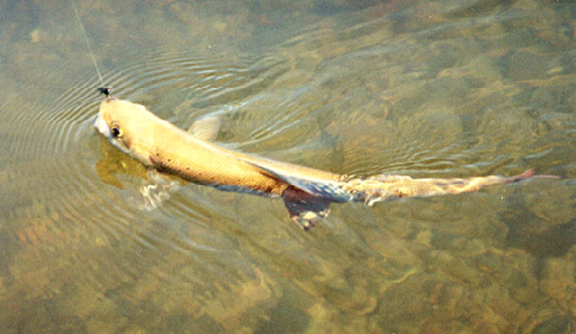 贝加尔湖茴鱼(Thymallus baicalensis)