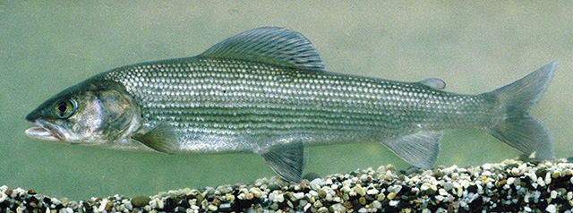 蒙古茴鱼(Thymallus brevirostris)