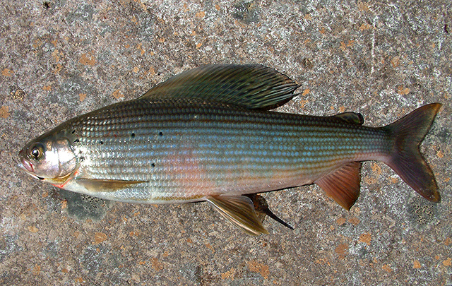 俄罗斯茴鱼(Thymallus burejensis)