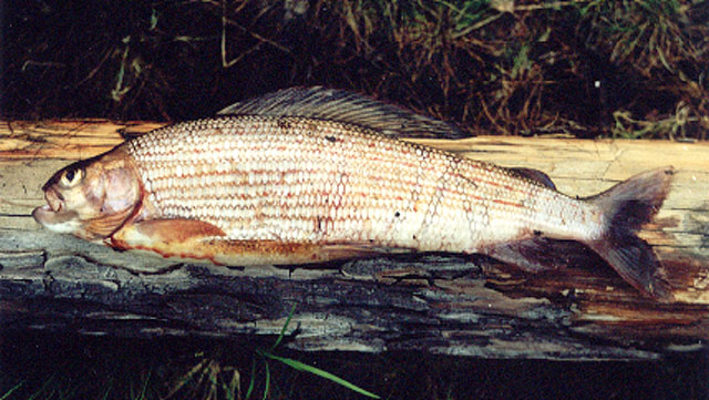 帆鳍茴鱼(Thymallus tugarinae)
