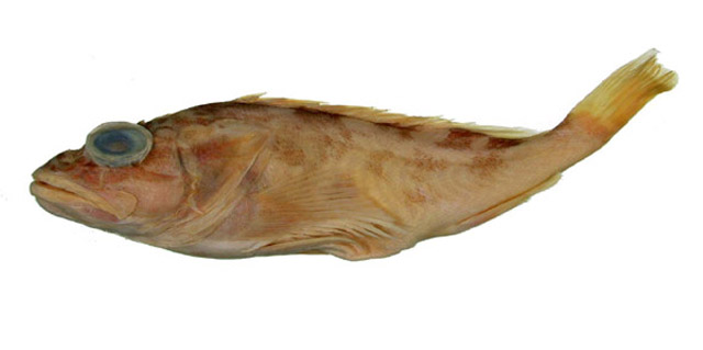 皮须繸鲉(Thysanichthys crossotus)