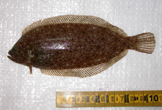 奈氏繸鲆(Thysanopsetta naresi)