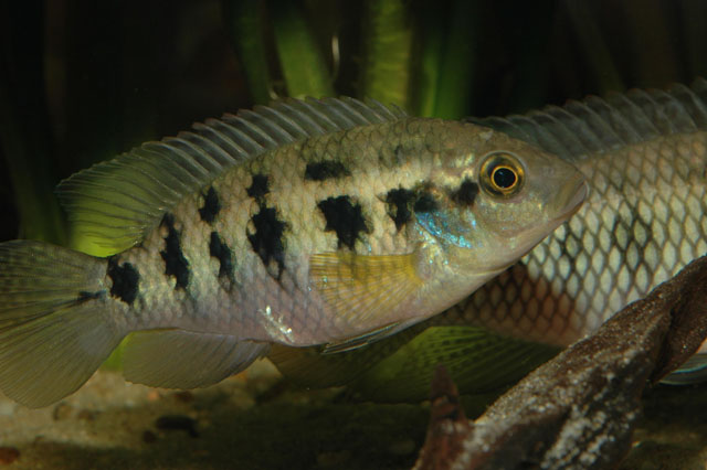 安索氏缨丽鱼(Thysochromis ansorgii)