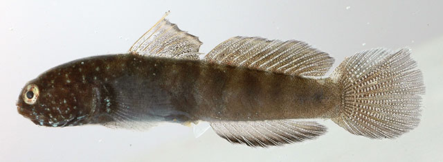 Tigrigobius gemmatus(Tigrigobius gemmatus)