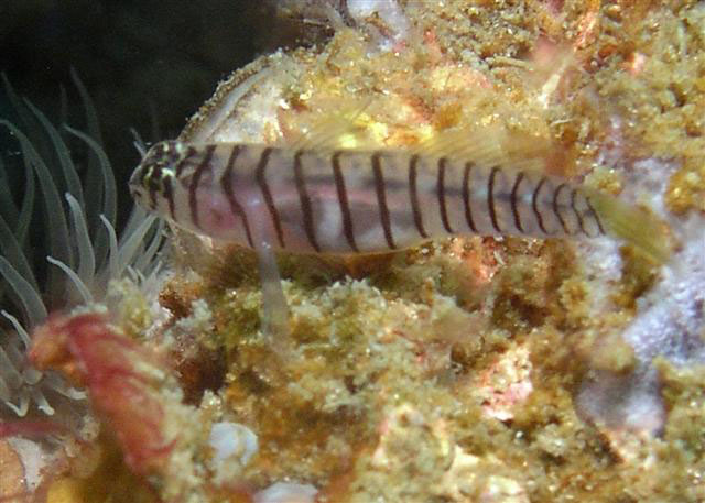 Tigrigobius macrodon(Tigrigobius macrodon)