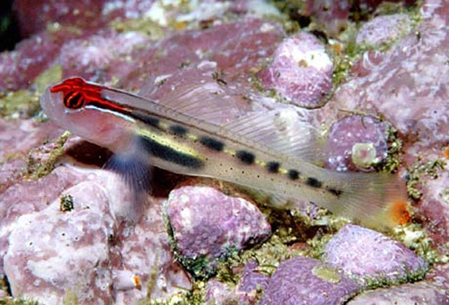 红脑霓虹虾虎(Tigrigobius puncticulatus)