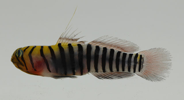 Tigrigobius zebrella(Tigrigobius zebrella)