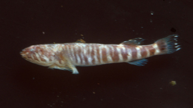 澳大利亚鋭齿喉盘鱼(Tomicodon australis)