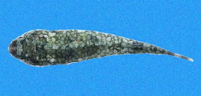 双牙鋭齿喉盘鱼(Tomicodon bidens)