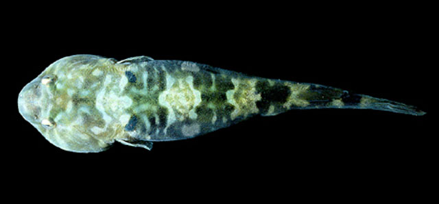 博氏鋭齿喉盘鱼(Tomicodon boehlkei)