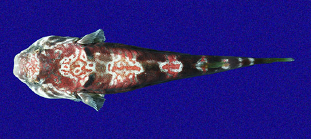 东方鋭齿喉盘鱼(Tomicodon eos)