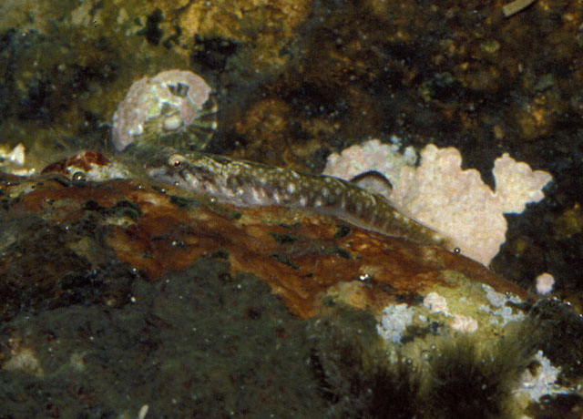 横带鋭齿喉盘鱼(Tomicodon fasciatus)