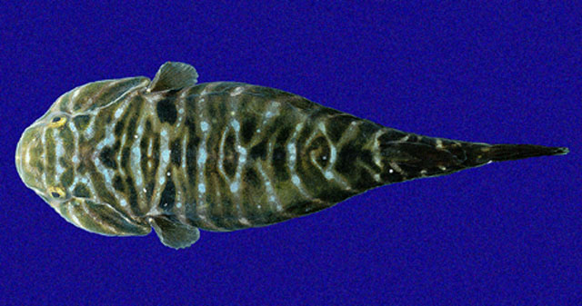 上臂鋭齿喉盘鱼(Tomicodon humeralis)