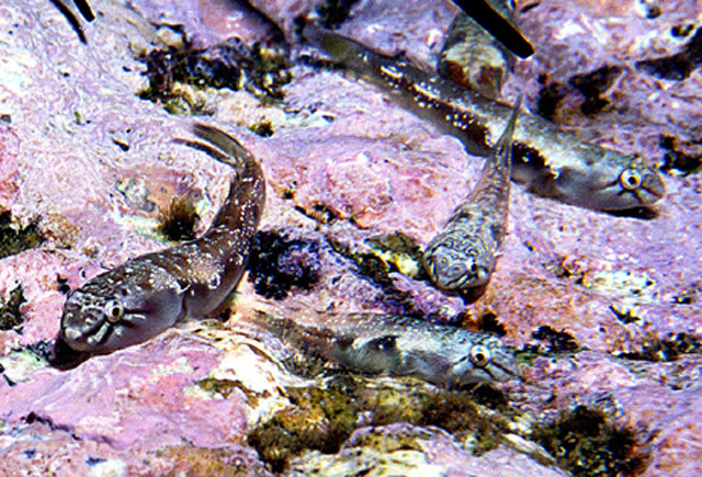 迈氏鋭齿喉盘鱼(Tomicodon myersi)
