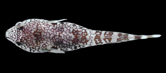 佩氏鋭齿喉盘鱼(Tomicodon petersii)