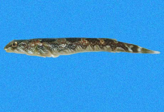 斑马鋭齿喉盘鱼(Tomicodon zebra)
