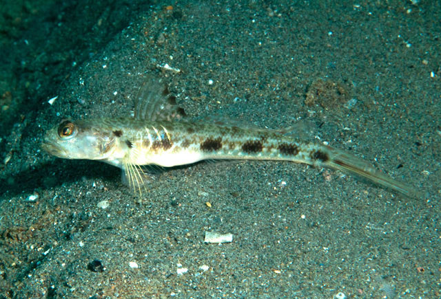 梭形富山虾虎(Tomiyamichthys lanceolatus)