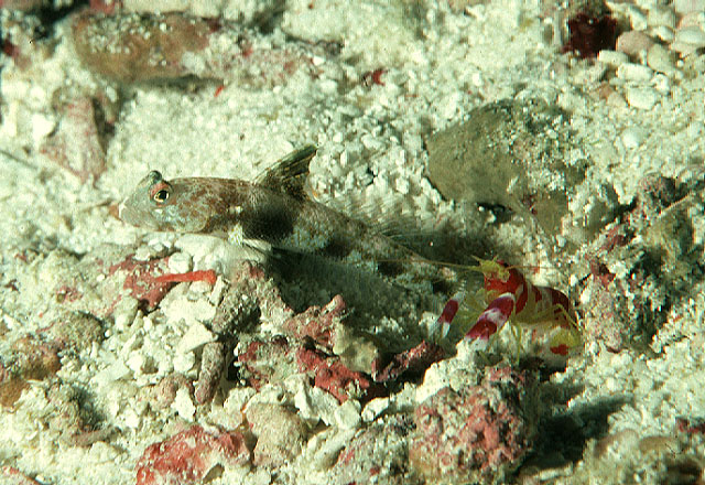 红海富山虾虎(Tomiyamichthys latruncularius)