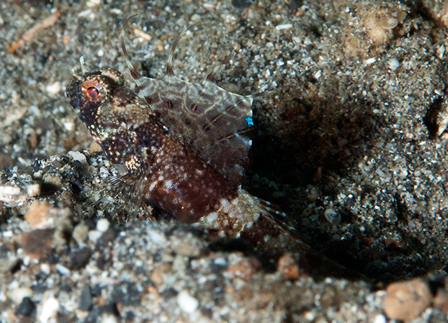 裸身富山虾虎(Tomiyamichthys nudus)