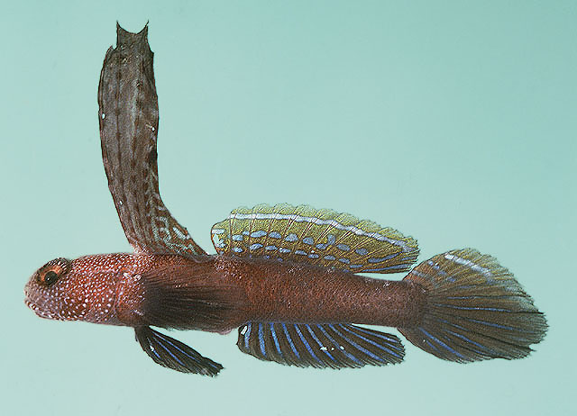 高身富山虾虎(Tomiyamichthys praealtus)
