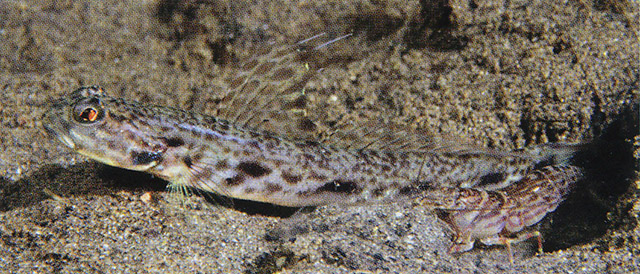 长斑富山虾虎(Tomiyamichthys tanyspilus)