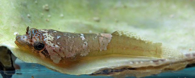 新西兰喉载鱼(Trachelochismus melobesia)