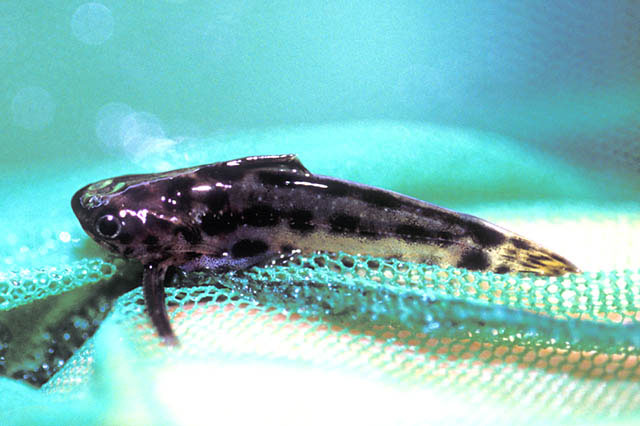 细项鲇(Trachelyichthys exilis)