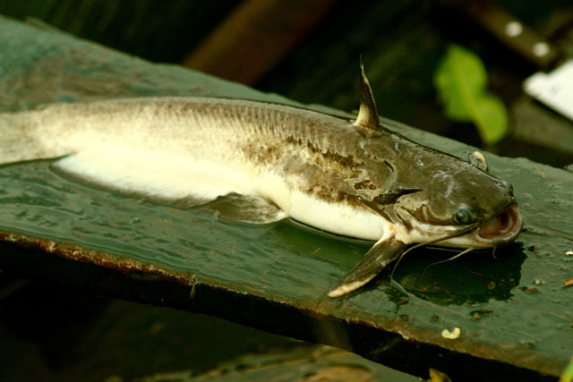 阿氏喉鳍鱼(Trachelyopterichthys anduzei)