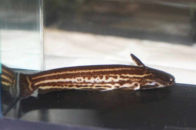 条纹喉鳍鱼(Trachelyopterichthys taeniatus)