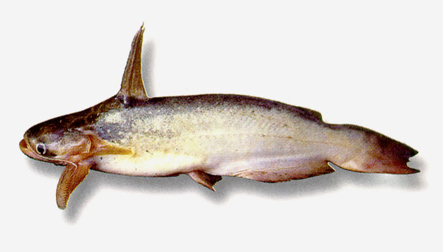 南美喉鳍鲇(Trachelyopterus peloichthys)