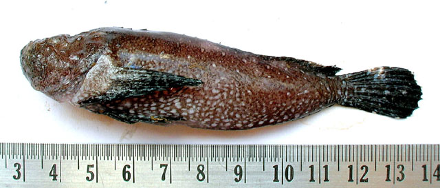 瞻星粗头鲉(Trachicephalus uranoscopus)