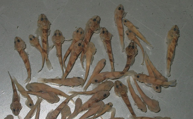松江鲈(Trachidermus fasciatus)