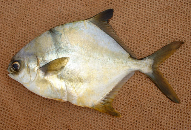 短鳍鲳鰺(Trachinotus teraia)