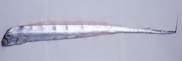 石川粗鳍鱼(Trachipterus ishikawae)