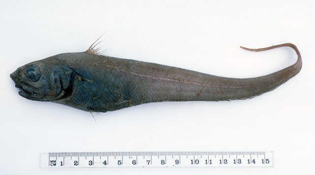 糙皮粗尾鳕(Trachonurus sentipellis)