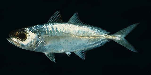 印度竹筴鱼(Trachurus indicus)