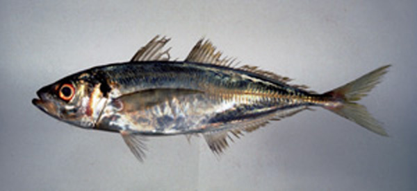 日本竹筴鱼(Trachurus japonicus)
