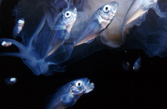 粗鳞竹筴鱼(Trachurus lathami)