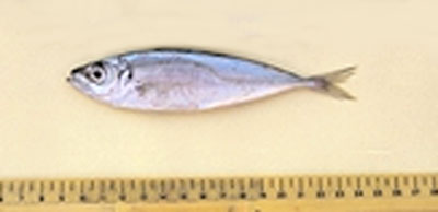 地中海竹筴鱼(Trachurus mediterraneus)
