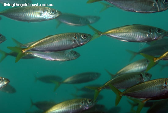 新西兰竹筴鱼(Trachurus novaezelandiae)