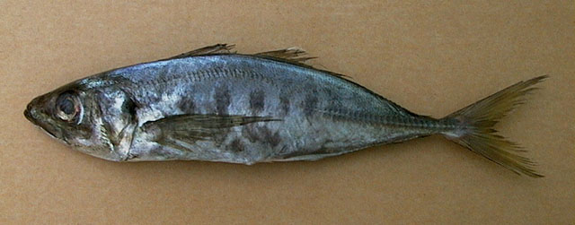 短线竹筴鱼(Trachurus trecae)