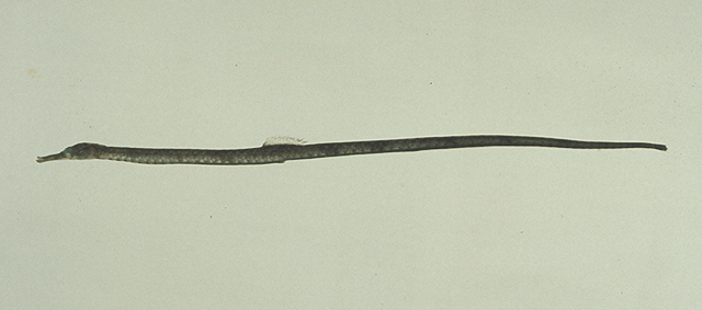 长鼻粗吻海龙(Trachyrhamphus longirostris)