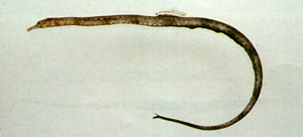 锯粗吻海龙(Trachyrhamphus serratus)