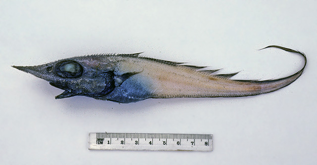 长吻颞孔鳕(Trachyrincus longirostris)