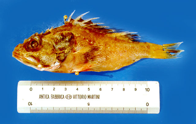 多刺糙鲉(Trachyscorpia cristulata echinata)