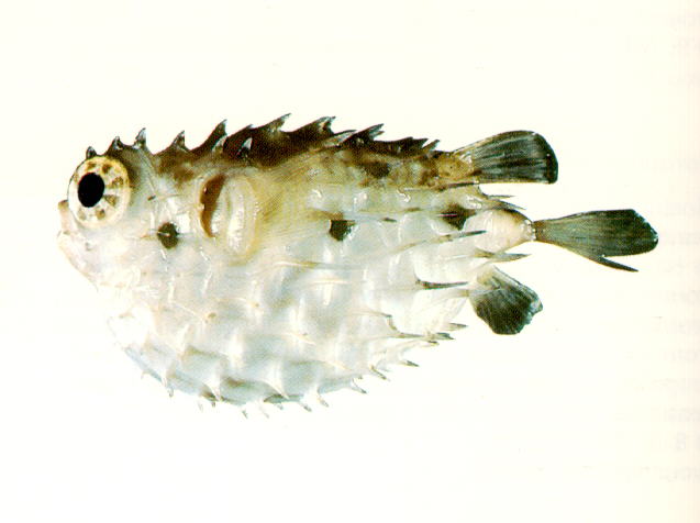 长棘羊刺鲀(Tragulichthys jaculiferus)
