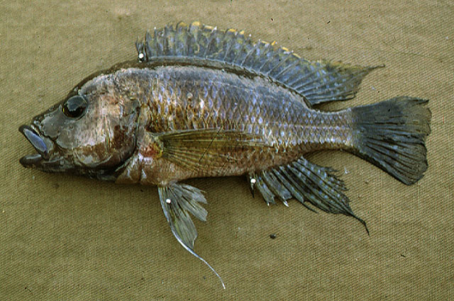 坦噶尼喀湖栉丽鱼(Trematochromis benthicola)