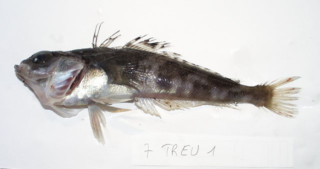 真鳞肩孔南极鱼(Trematomus eulepidotus)