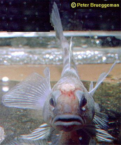 韦德尔海肩孔南极鱼(Trematomus loennbergii)